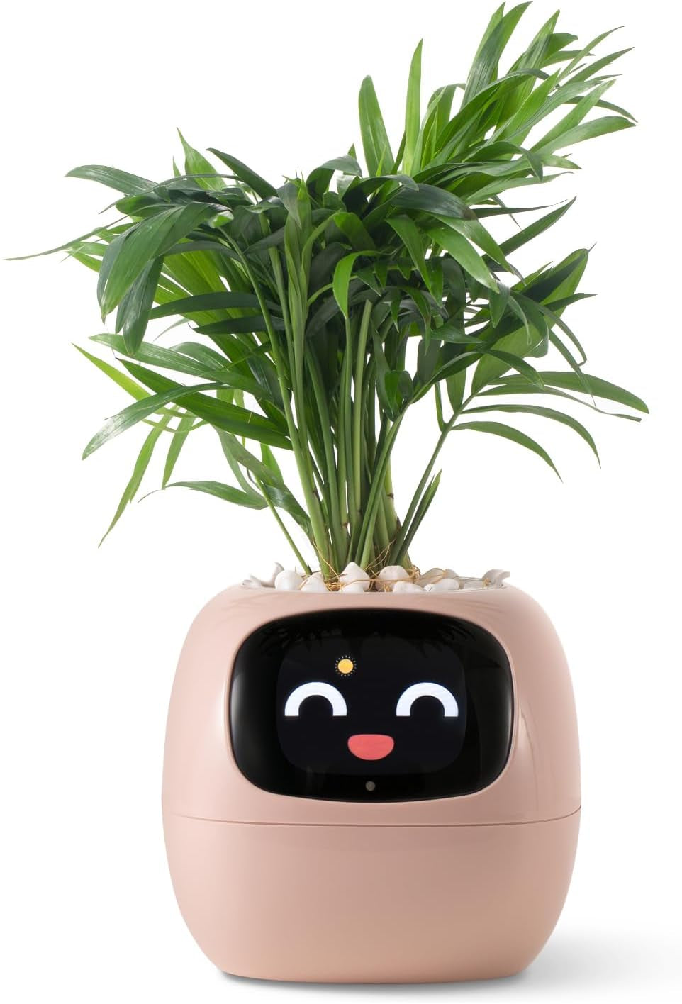 Plantagochi